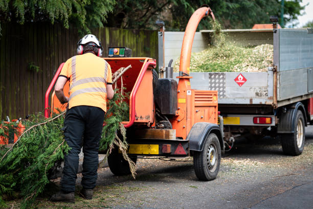 Best Stump Grinding and Removal  in Moa, UT